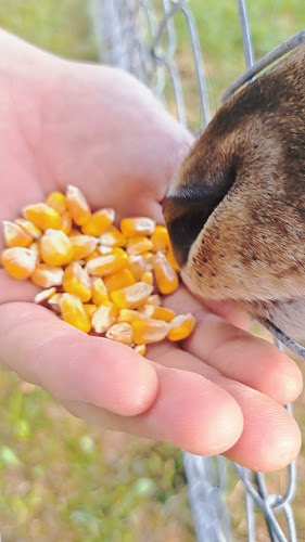 Opinii despre MAJSECOV MLIN în Donja Stubica - Gastronomija i ugostiteljstvo