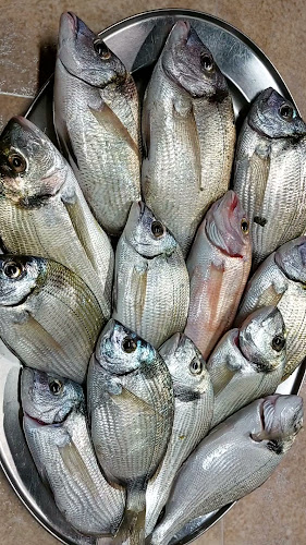 Comentarii opinii despre Santa Marina