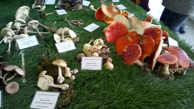 Park Hrvatskih Branitelja, 10310, Ivanić-Grad