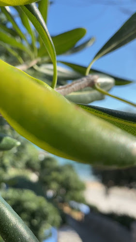 Delfino Pizza Snack Coffee - Gastronomija i ugostiteljstvo