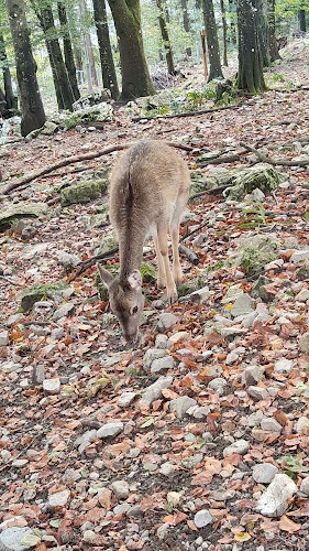 Opinii despre Pansion Lovački în Delnice - Gastronomija i ugostiteljstvo