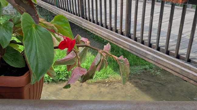 Bor Bar - Gastronomija i ugostiteljstvo