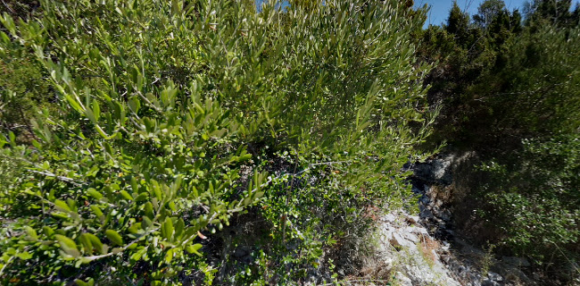 Opinii despre Duba Beach Bar în Hvar - Gastronomija i ugostiteljstvo