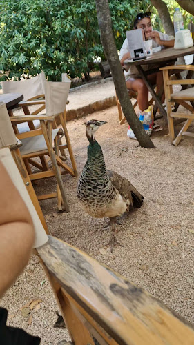 Comentarii opinii despre Lacroma Restaurant