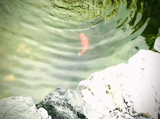 Pečenjarnica Petica - Sisak