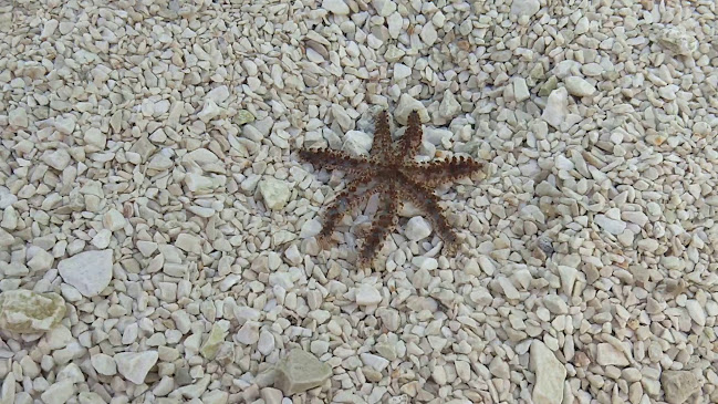 Beach Bar Lloyd - Gastronomija i ugostiteljstvo