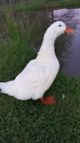 Comentarii opinii despre Ekopark Krašograd