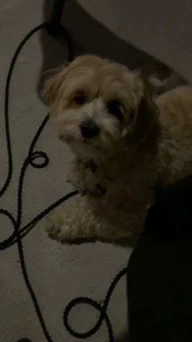 Ul. 43. istarske divizije 22a, 51211, Matulji