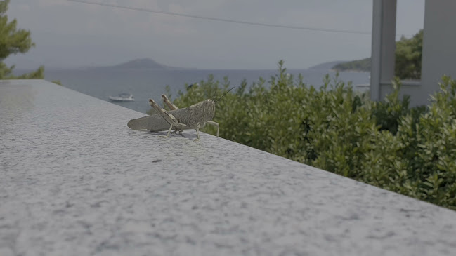 Bana Jelačića 56b, 21224, Slatine