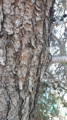 Ivo - Gastronomija i ugostiteljstvo