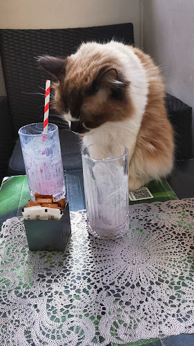 Comentarii opinii despre Cat Caffe Zagreb