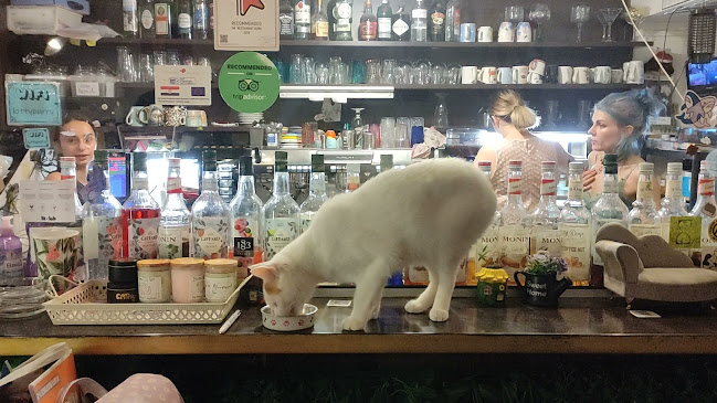 Cat Caffe Zagreb