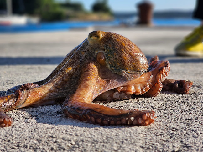 Ribarski Dvor - Prvić Šepurine