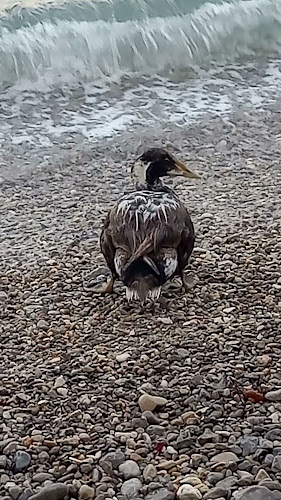 Primorska ul. 15, 51414, Ika