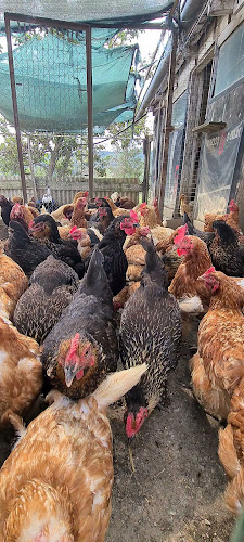 Sandalji 29, Borut, 52402, Cerovlje