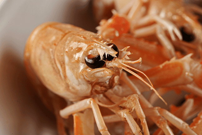 Ul. Radoslava Cimermana 64A, 10000, Zagreb