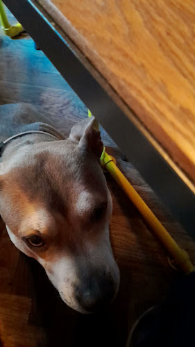 Submarine Burgers - Gastronomija i ugostiteljstvo