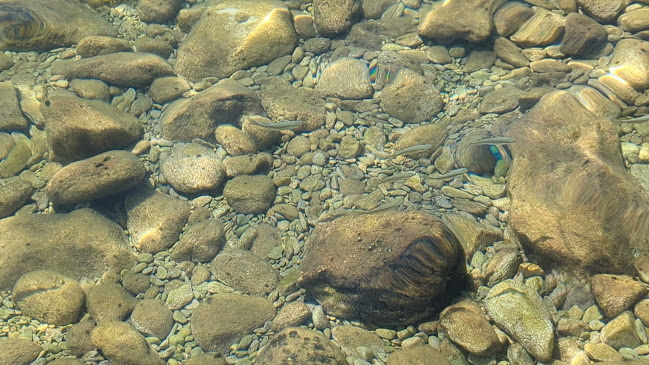 Comentarii opinii despre Gverović – Orsan | Štikovica