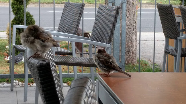 Comentarii opinii despre McDonald's Felix (Heinzelova)