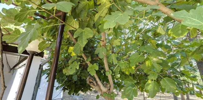 Comentarii opinii despre Konoba Kontija