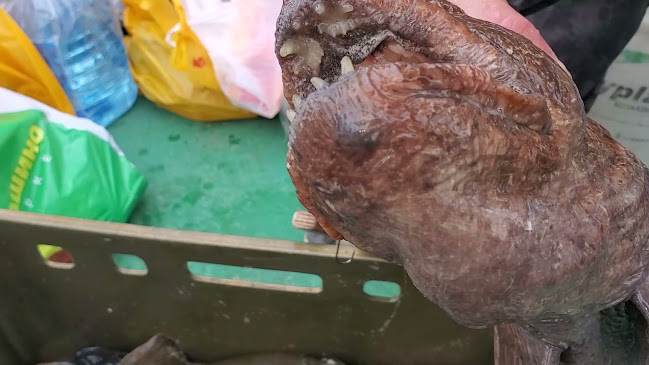 Opinii despre Konoba POD MURVU în Milovčići - Gastronomija i ugostiteljstvo