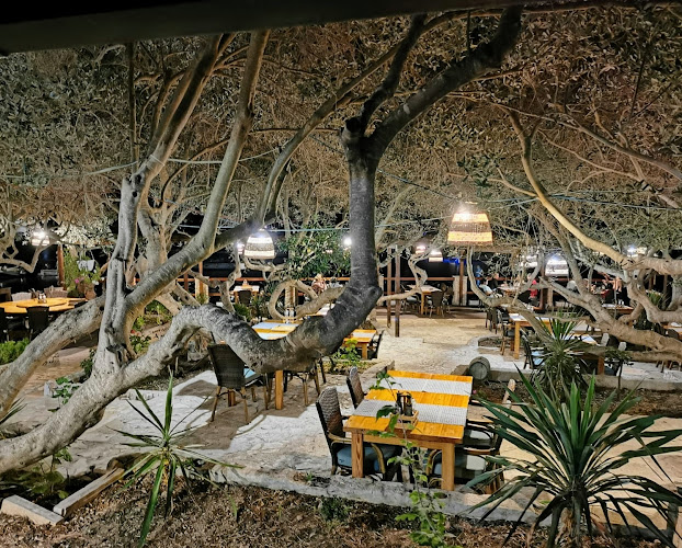 Comentarii opinii despre Bacchus