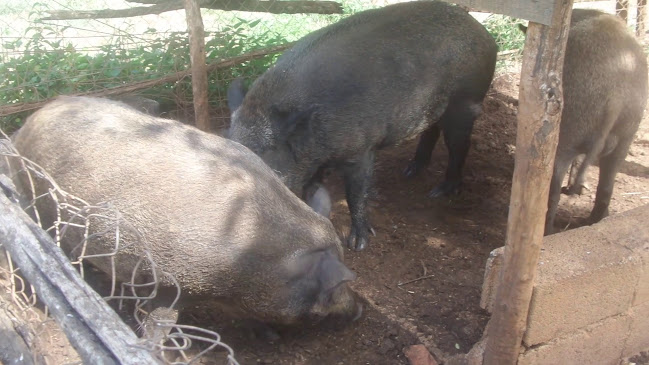 Restoran Agroturizam Sterle