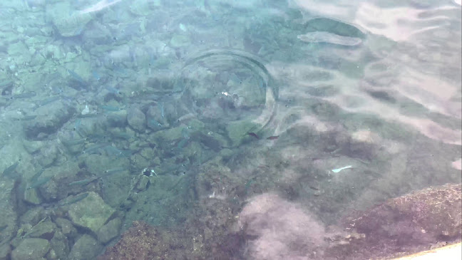 Pizzeria Buffet Fortuna - Gastronomija i ugostiteljstvo