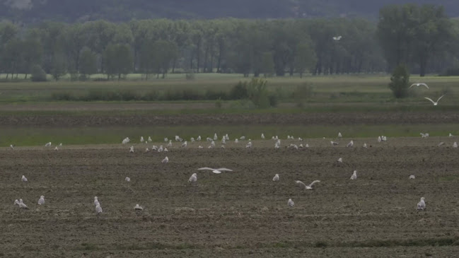 Comentarii opinii despre Boljunska Konoba