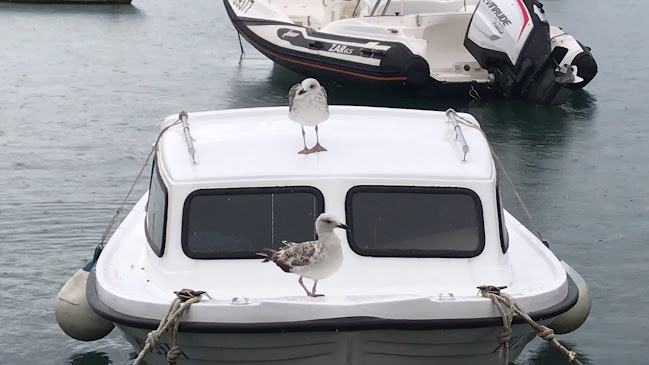 Comentarii opinii despre Stara konoba