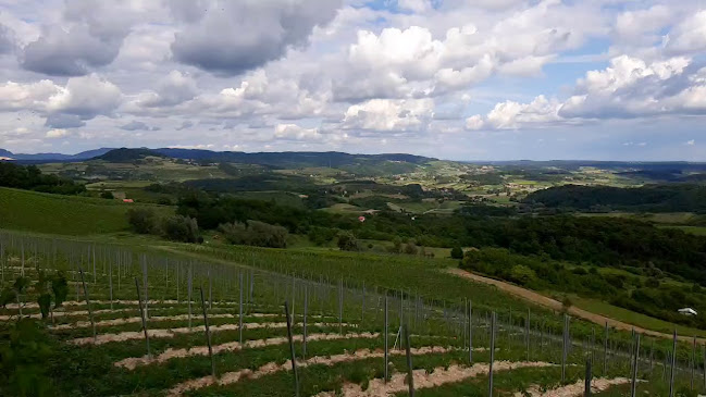 Bolfan Vinski Vrh - Hrašćina