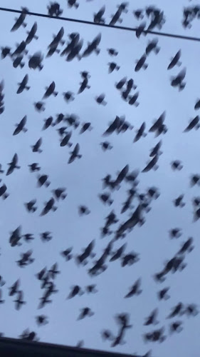 Restoran Tomato - Gastronomija i ugostiteljstvo