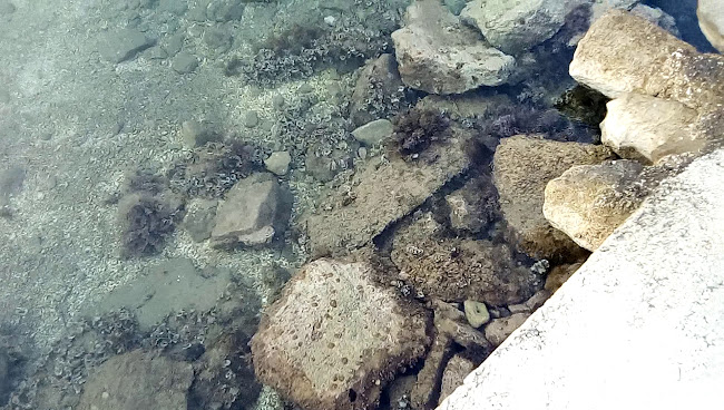 Pansion Marinac - Gastronomija i ugostiteljstvo