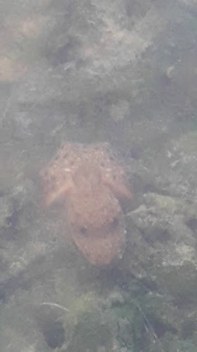 CAPO grill Vrsi - Vrsi