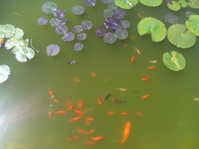 Comentarii opinii despre Caffe bar & Catering Dioniz