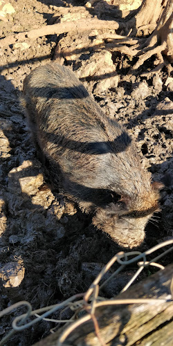 Opinii despre Restoran Agroturizam Sterle în Brtonigla - Gastronomija i ugostiteljstvo
