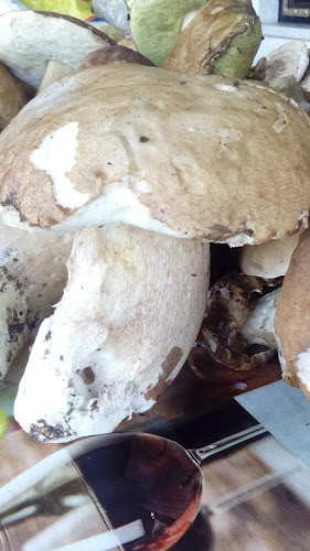 Comentarii opinii despre Caffe Amadeus