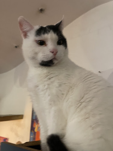 Comentarii opinii despre Cat Caffe Zagreb