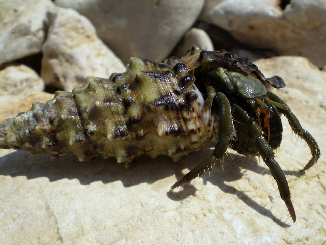 Comentarii opinii despre Beach Soline