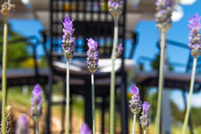 Comentarii opinii despre Cava Brač