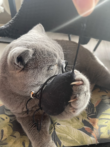 Cat Caffe Zagreb - Zagreb