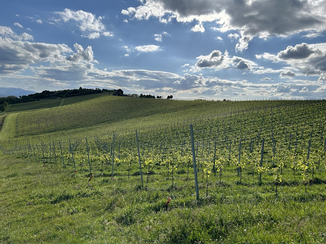 Comentarii opinii despre Bolfan Vinski Vrh