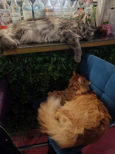 Opinii despre Cat Caffe Zagreb în Zagreb - Gastronomija i ugostiteljstvo