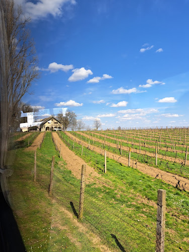 Comentarii opinii despre Imanje Goldschmidt