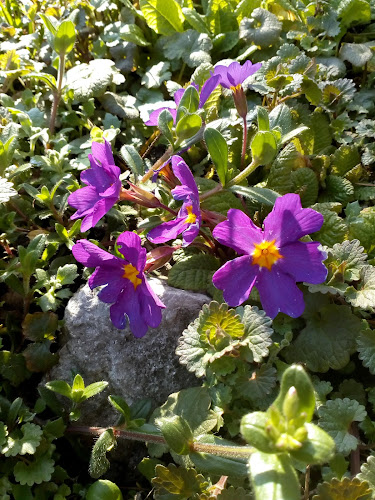 Comentarii opinii despre caffe Bar Santa Barbara