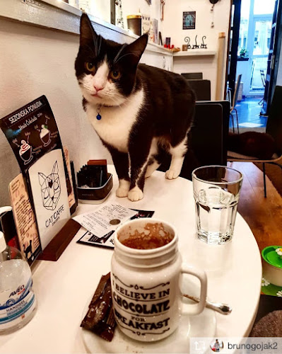 Opinii despre Cat Caffe Zagreb în Zagreb - Gastronomija i ugostiteljstvo