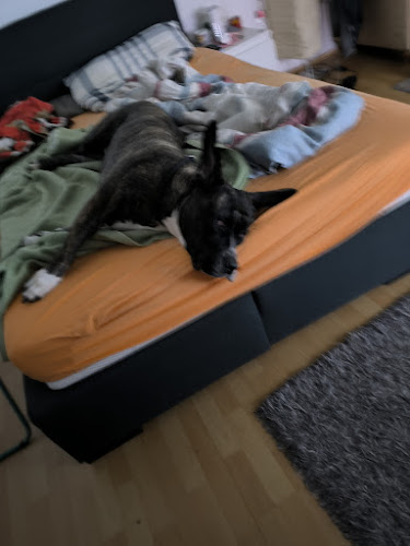 Opinii despre Pizzeria-bistro Birikin în Nova Vas - Gastronomija i ugostiteljstvo