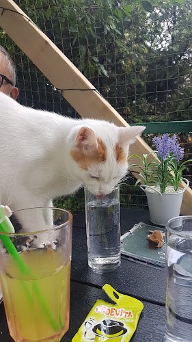 Comentarii opinii despre Cat Caffe Zagreb