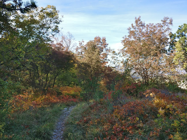 Comentarii opinii despre Bar 11