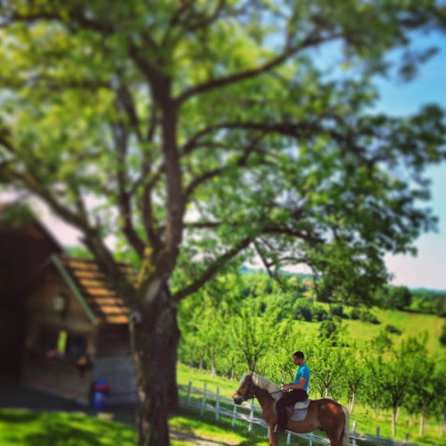 Seosko imanje Stari Dud / Old Mulberry Country Estate and Farm - Gastronomija i ugostiteljstvo